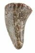 Plesiosaur Tooth - North Sulfur River, Texas #42454-1